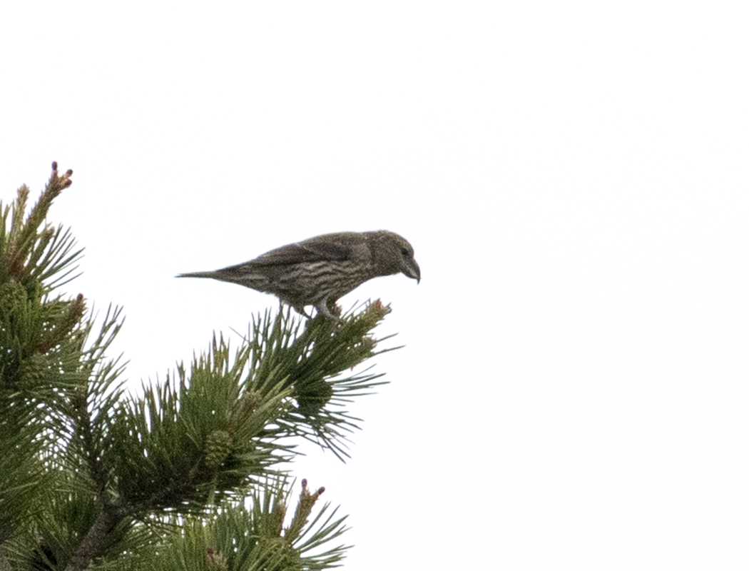 Red Crossbill