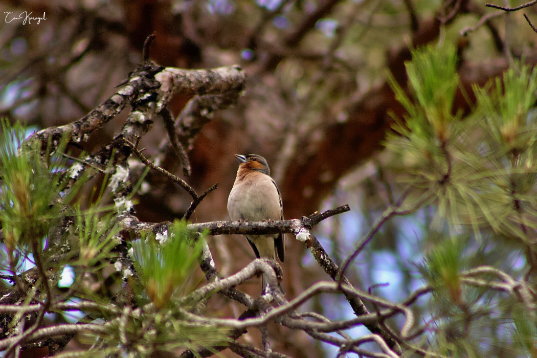 Eurasian Chaffinch