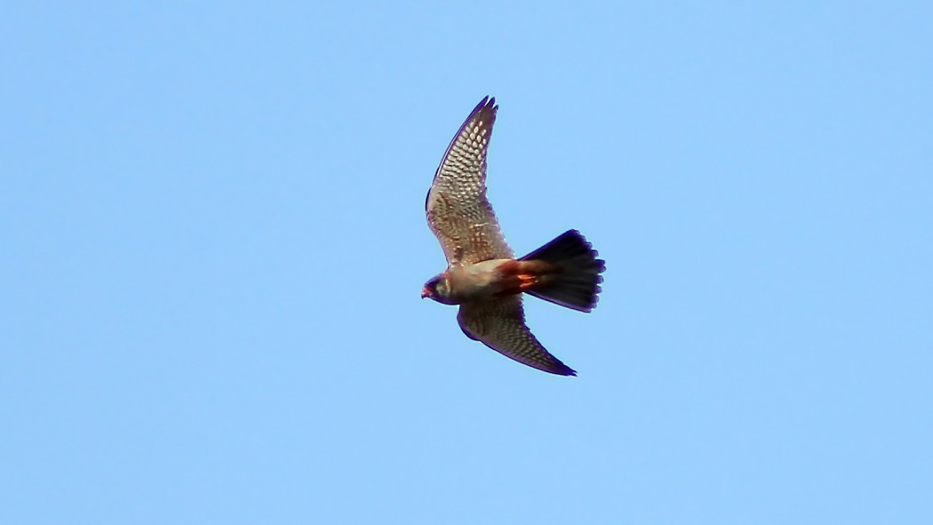 Red-footed Falcon