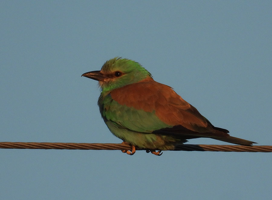 European Roller