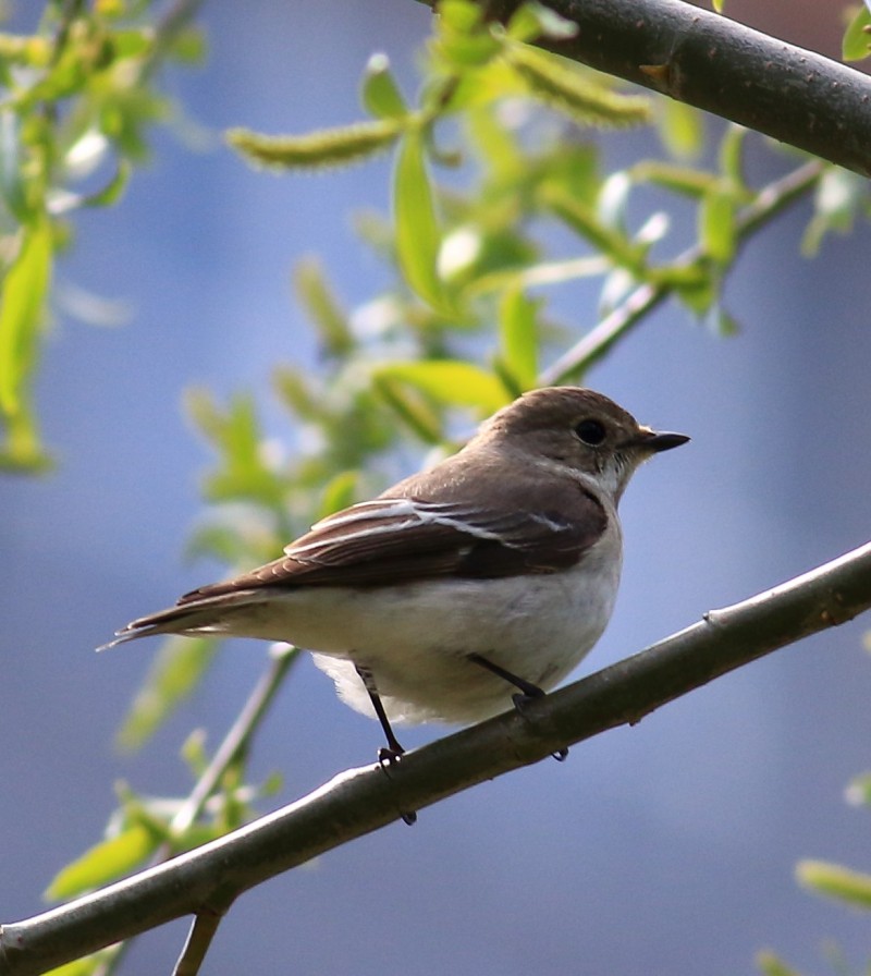 Semicollared Flycatcher
