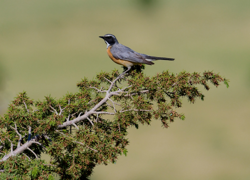 White-throated Robin