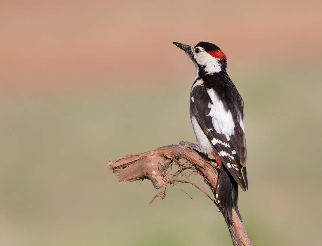 Syrian Woodpecker
