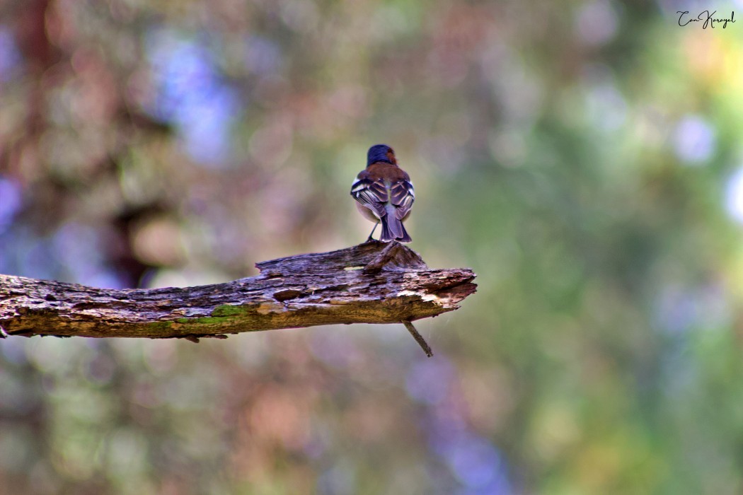 Eurasian Chaffinch