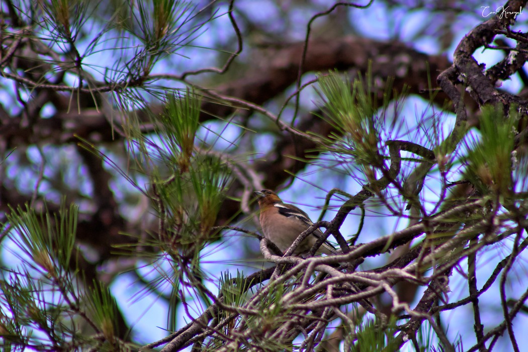 Eurasian Chaffinch