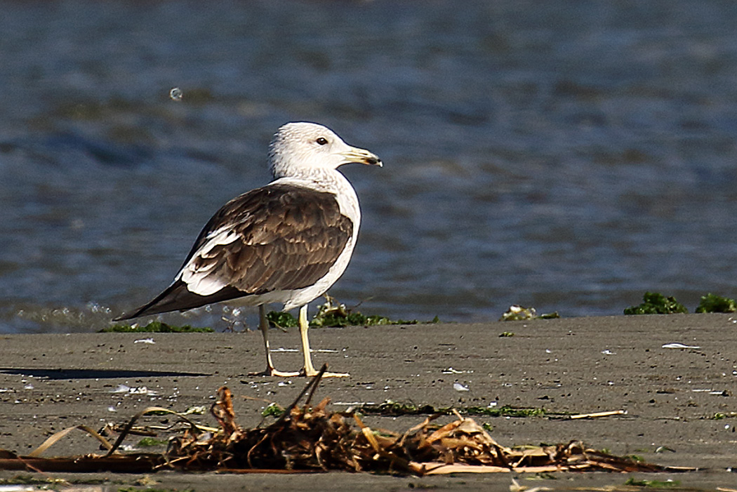 Lesser Black-backed Gull