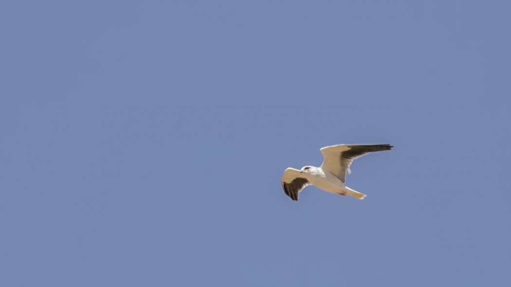 Black-winged Kite