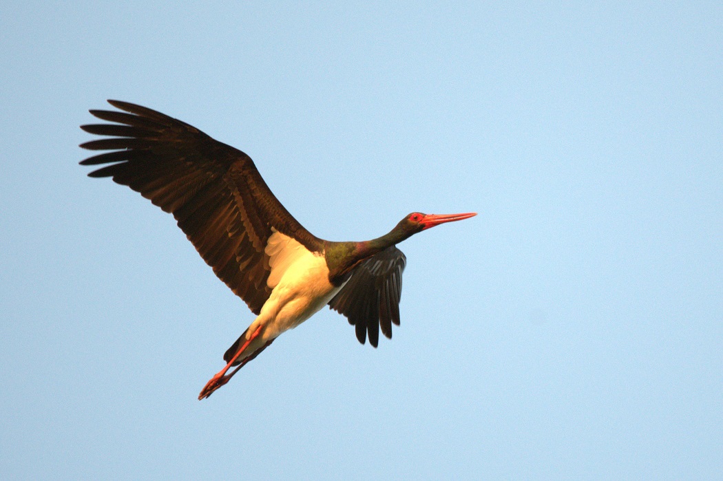 Black Stork