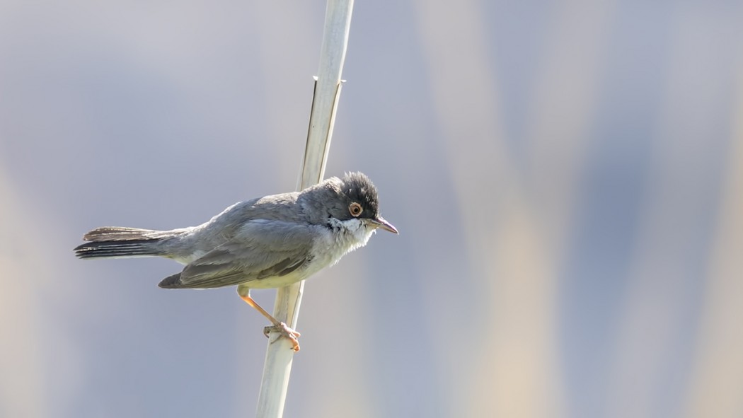 Menetries`s Warbler