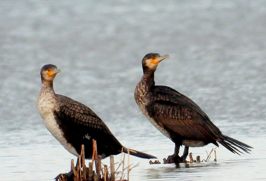 Karabatak