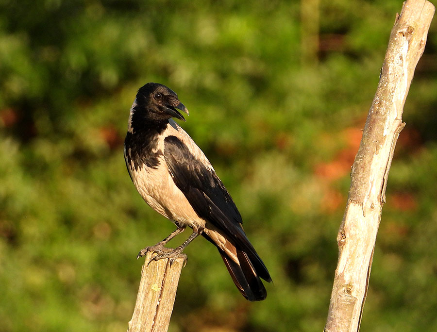 Hooded Crow