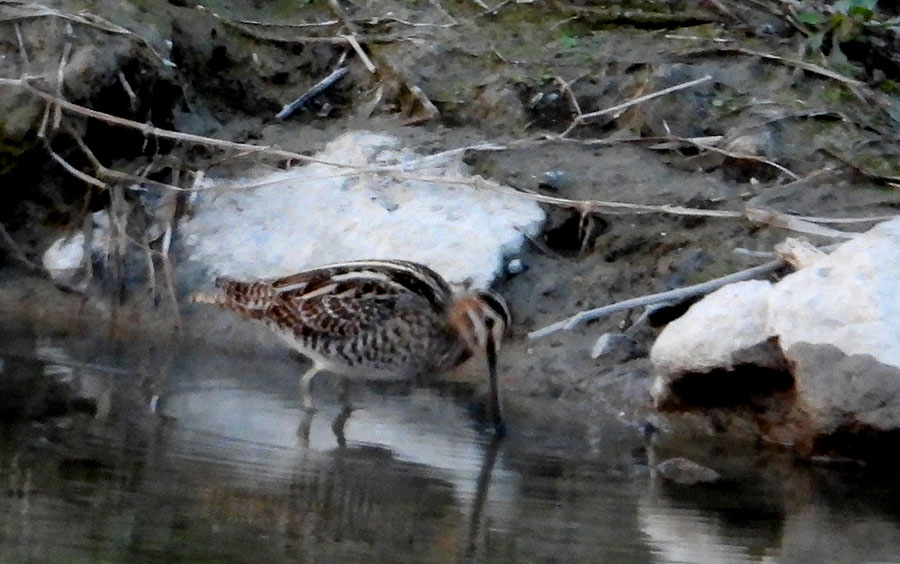 Common Snipe