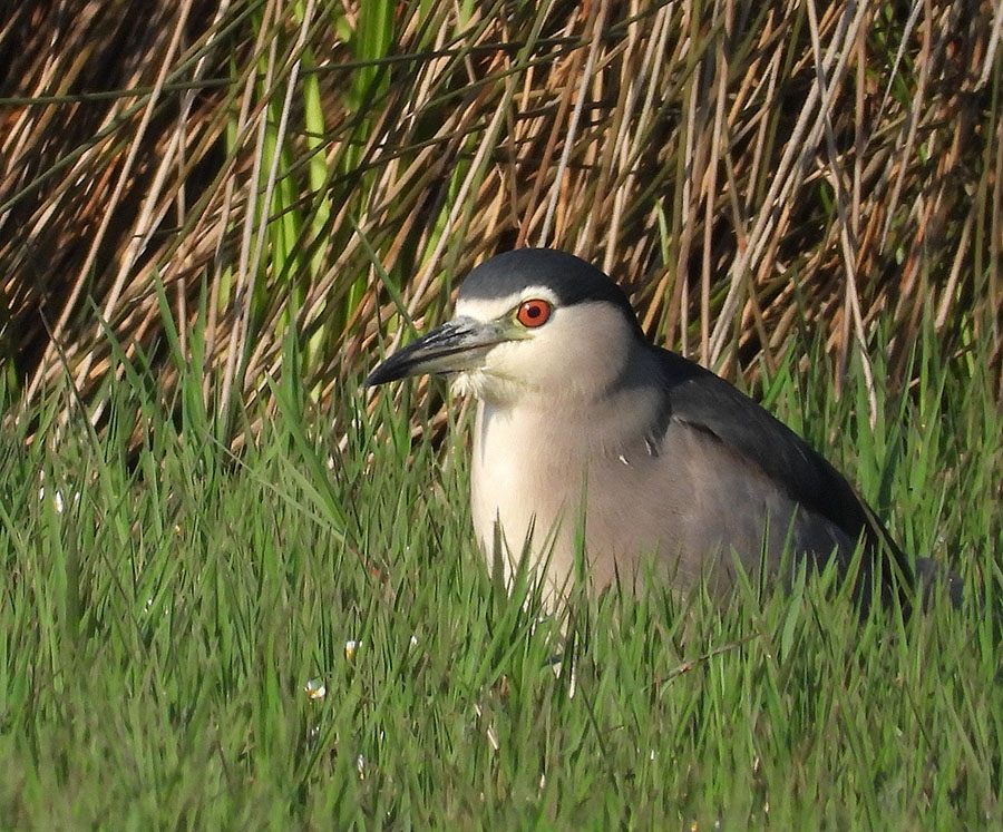 Black-crowned Night Heron