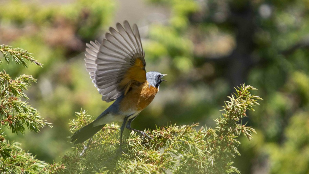 White-throated Robin
