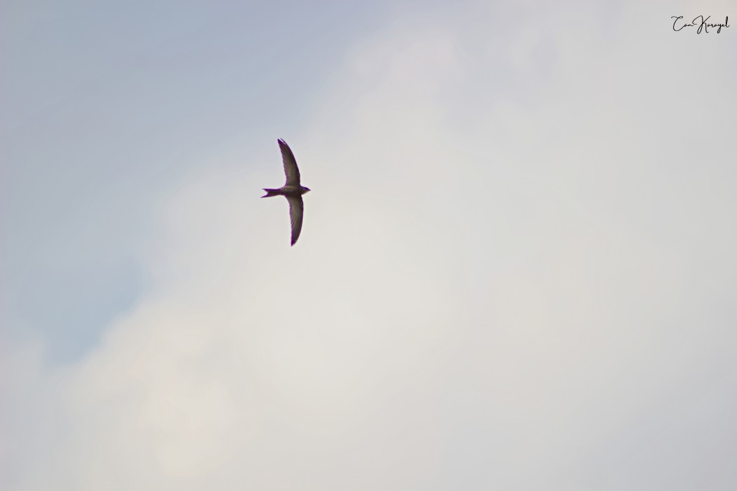 Pallid Swift