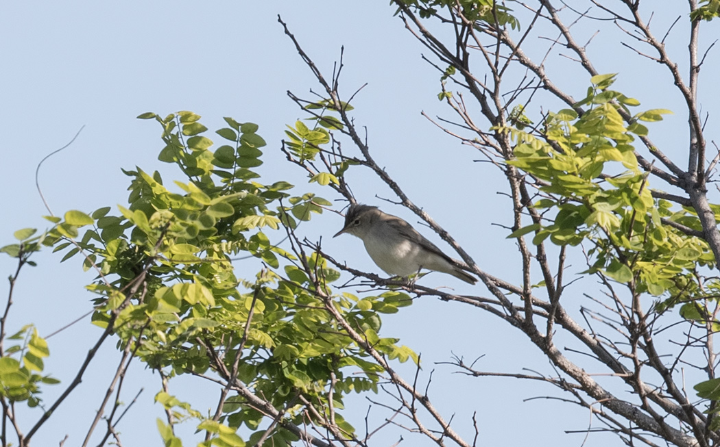 Eastern Olivaceous Warbler