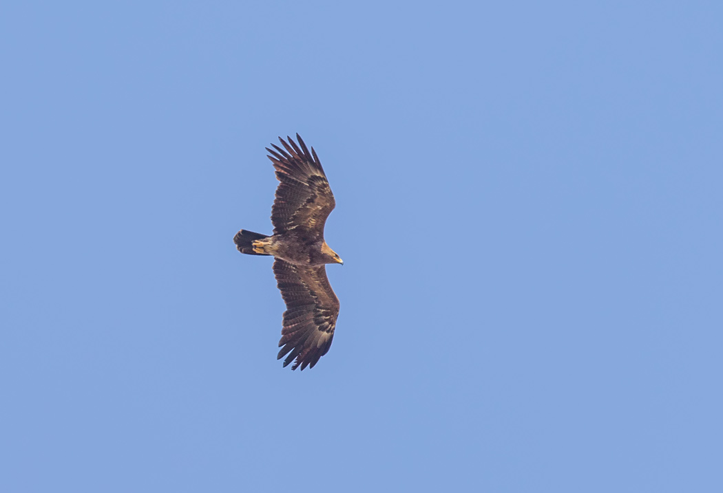 Steppe Eagle
