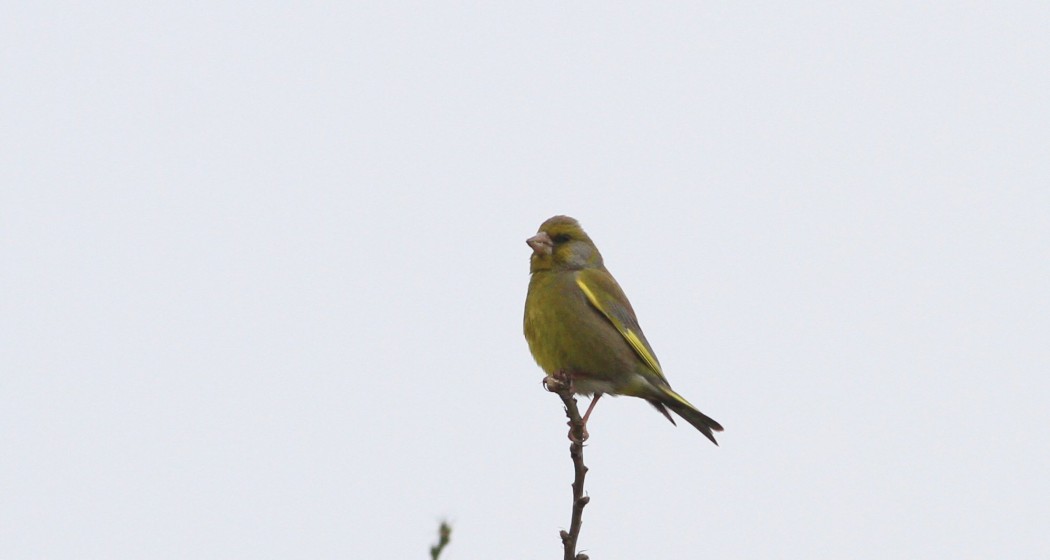 European Greenfinch
