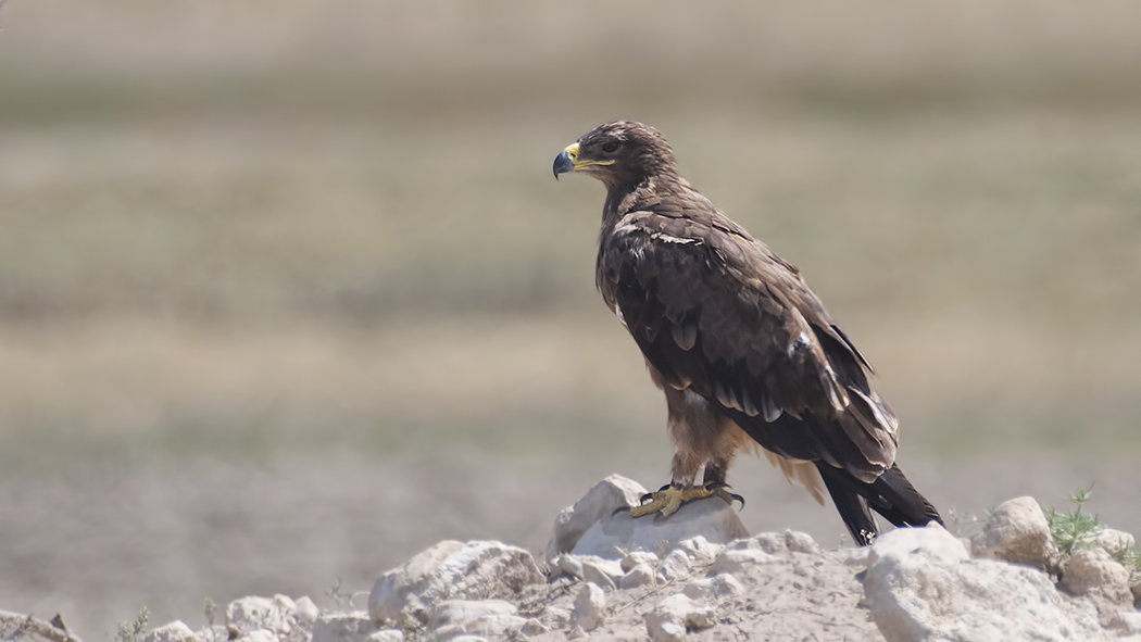 Steppe Eagle