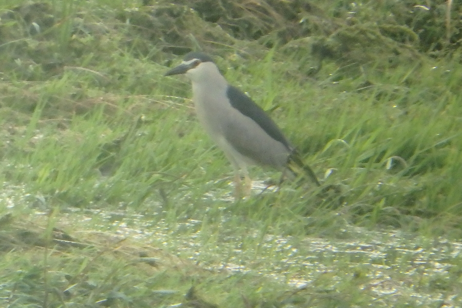 Black-crowned Night Heron
