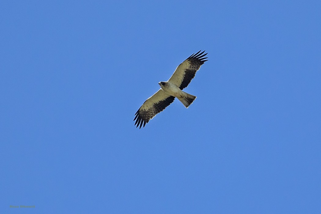 Küçük Kartal