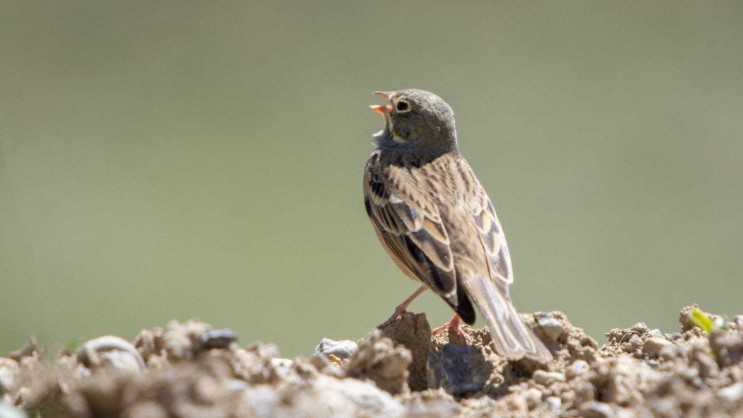 Ortolan Bunting