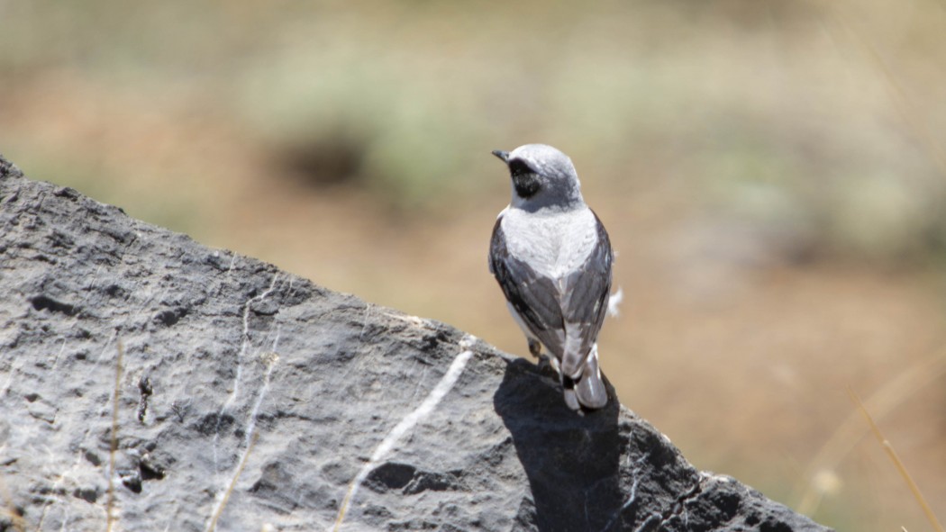 Northern Wheatear