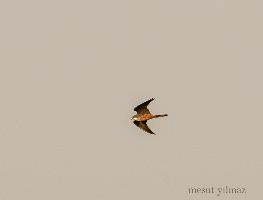 Eleonora`s Falcon
