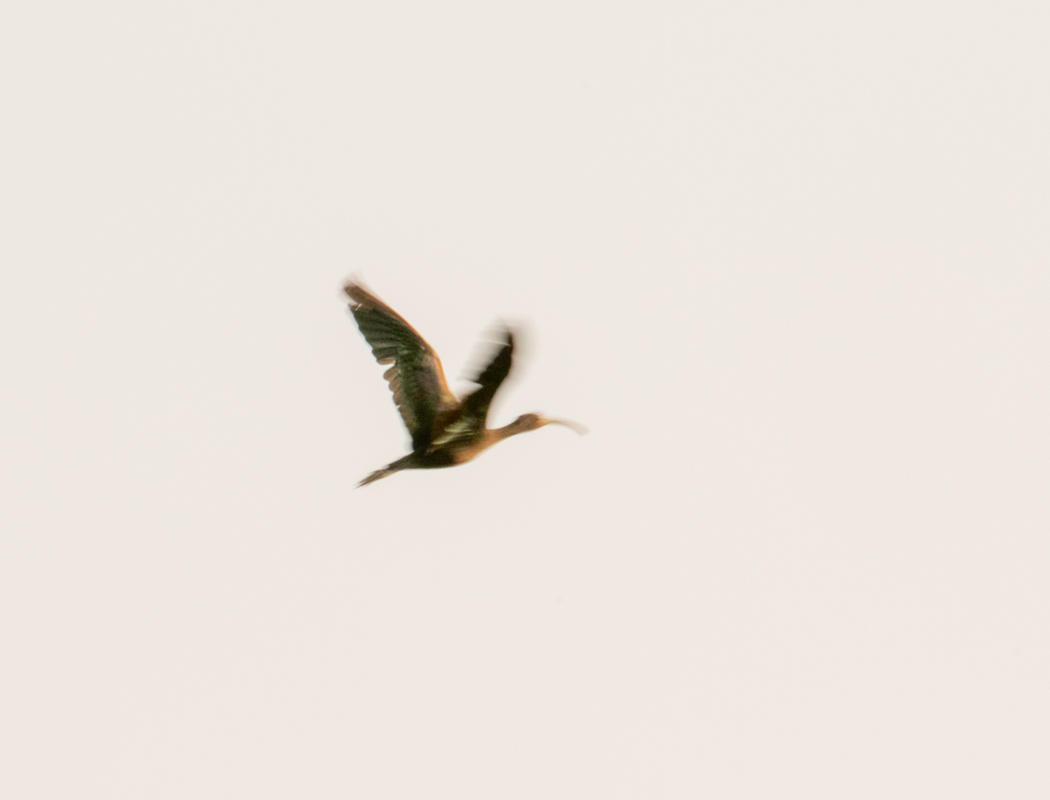 Glossy Ibis