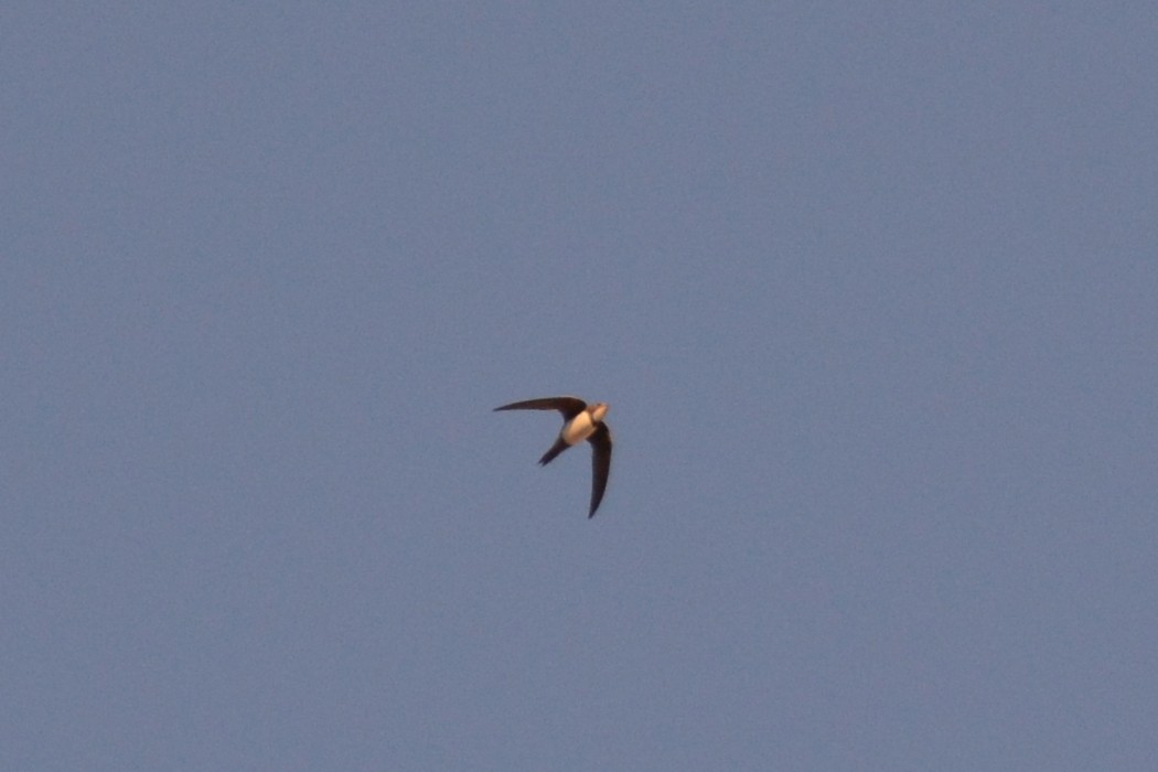 Alpine Swift