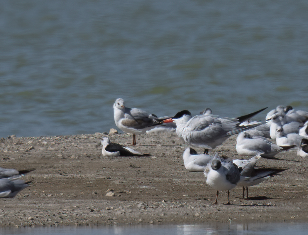 Caspian Tern