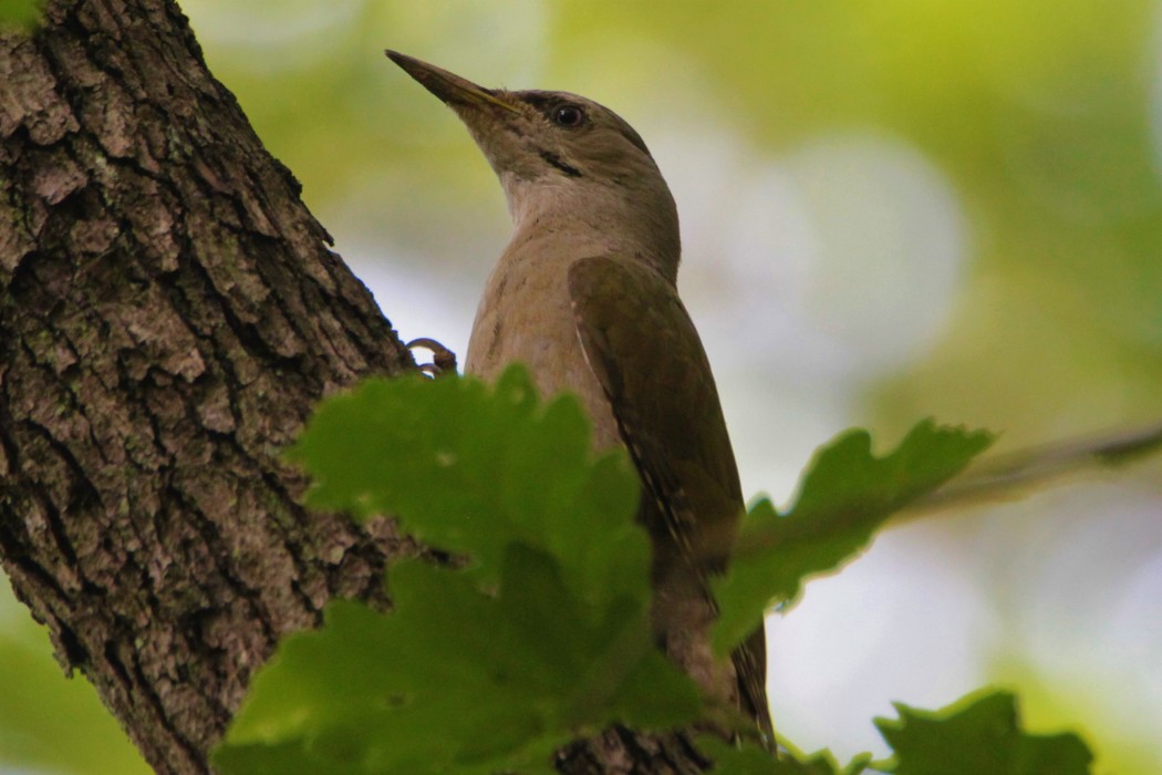 Grey-headed Woodpecker