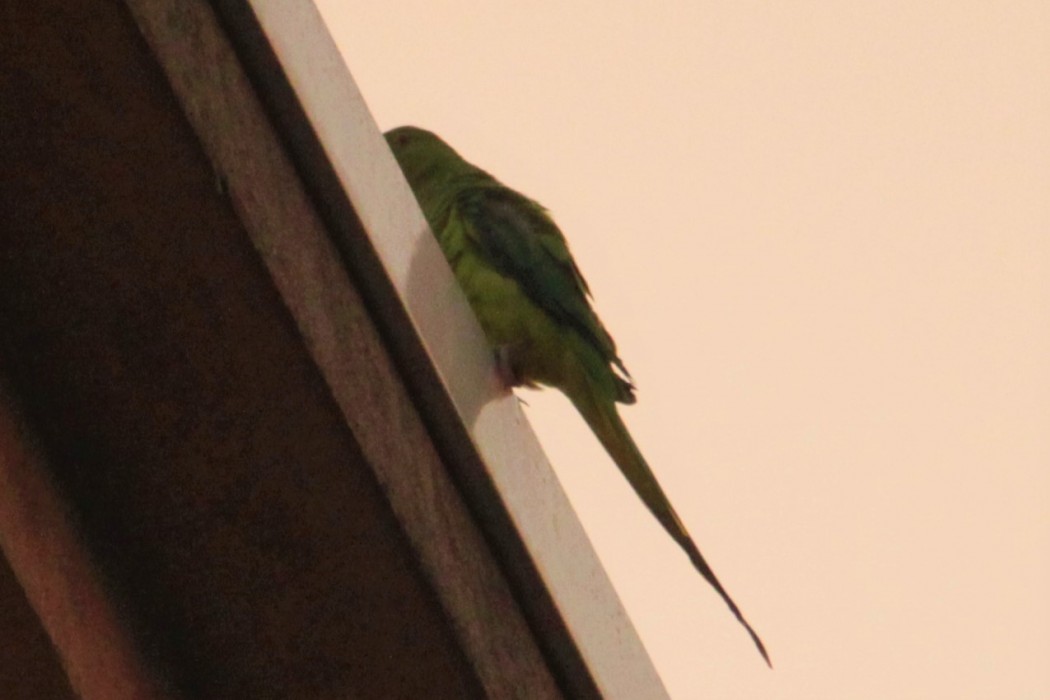 Rose-ringed Parakeet
