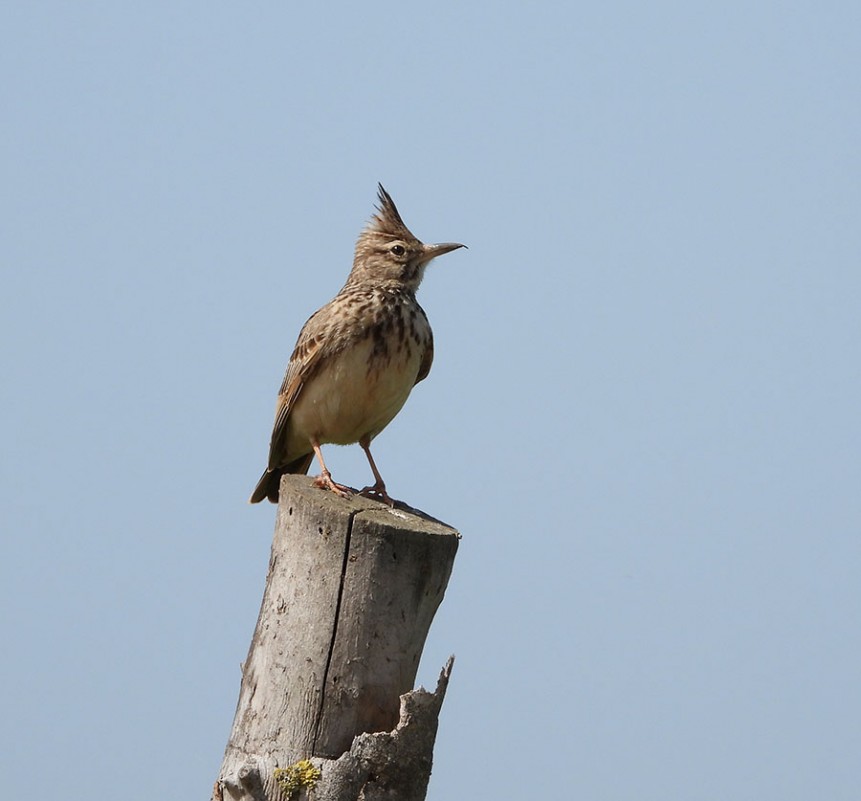Crested Lark
