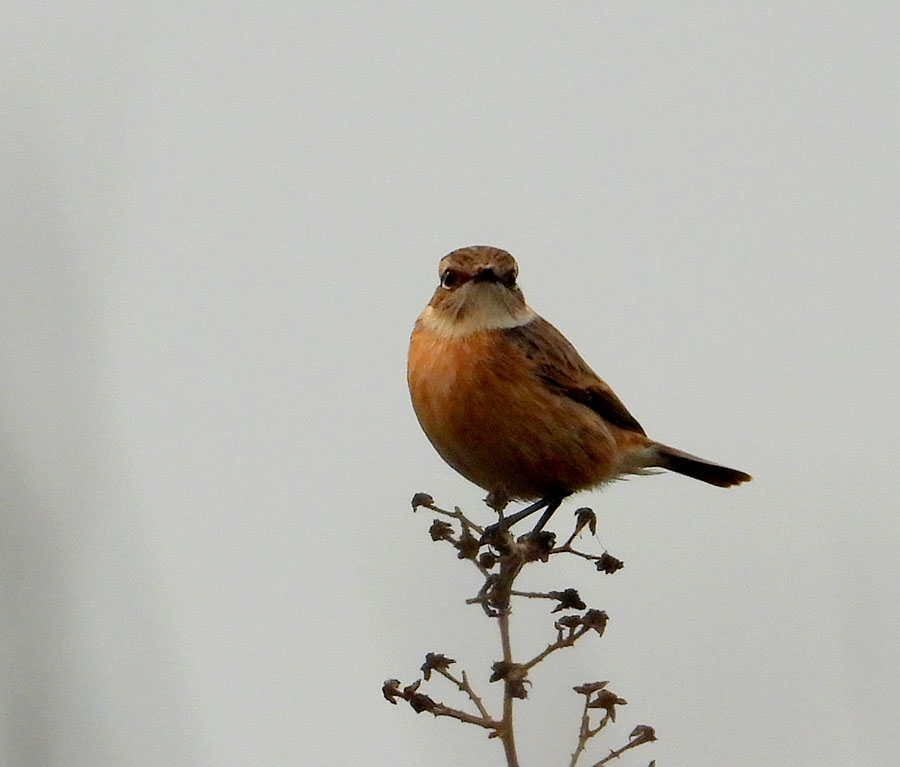 European Stonechat