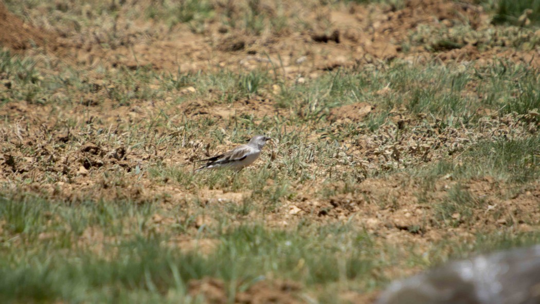 White-winged Snowfinch