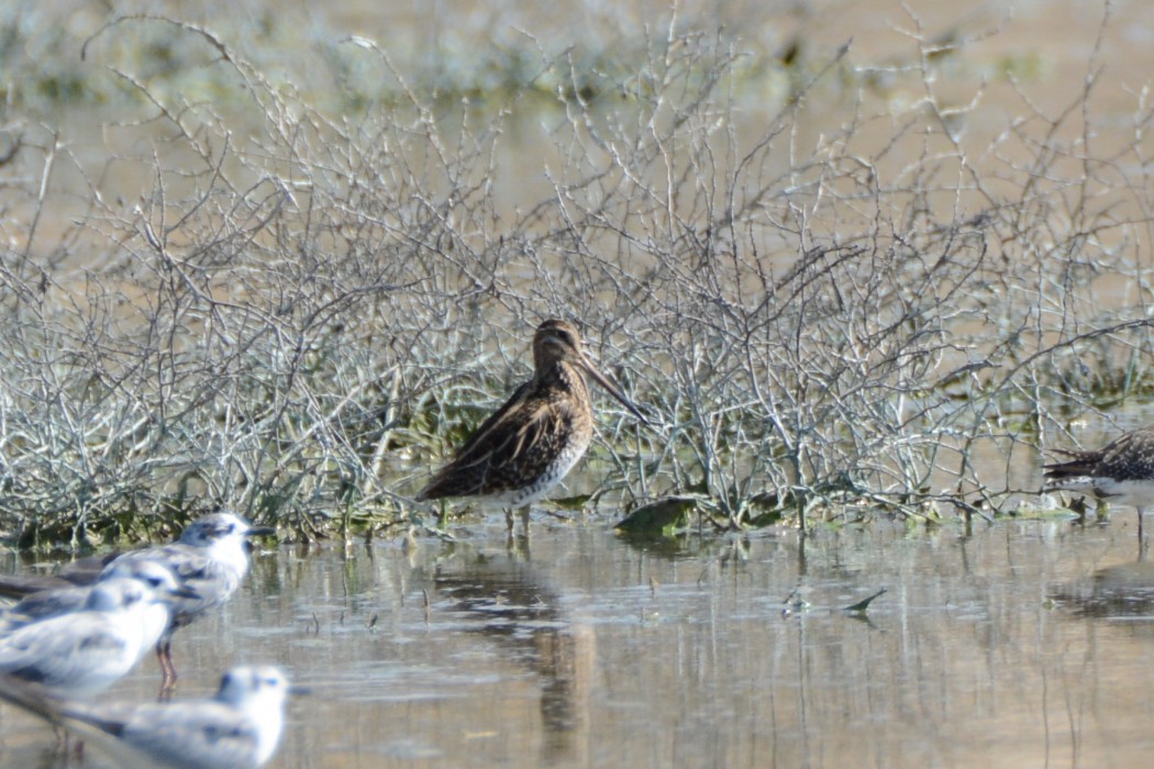 Common Snipe