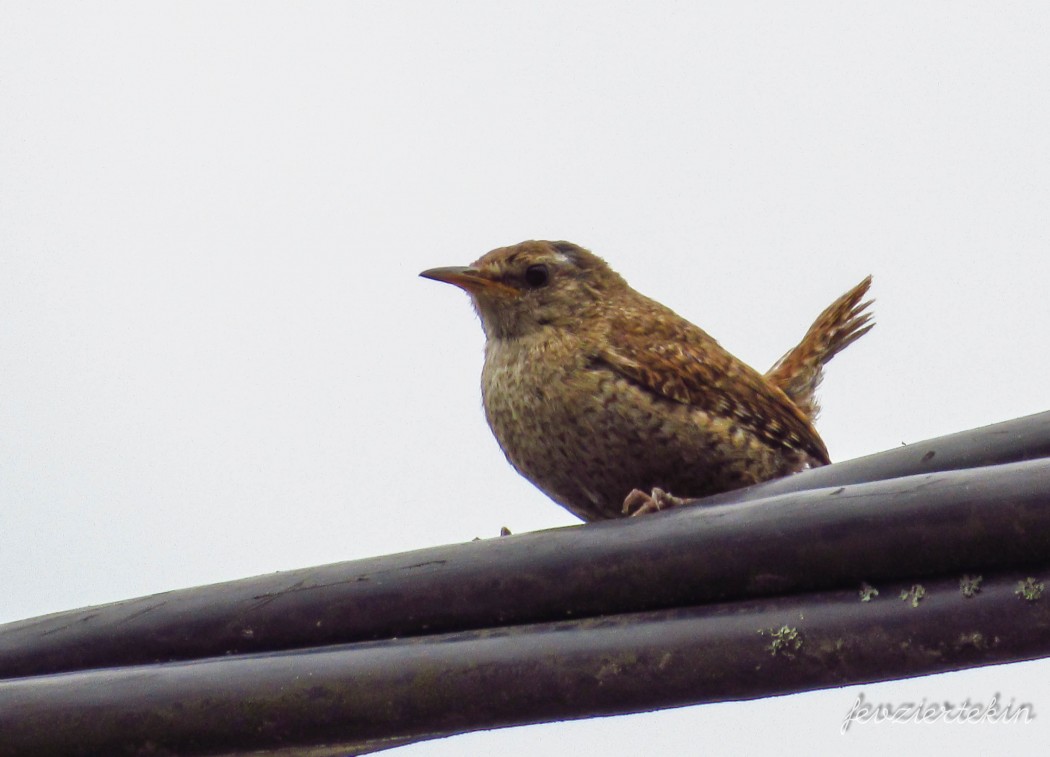 Eurasian Wren