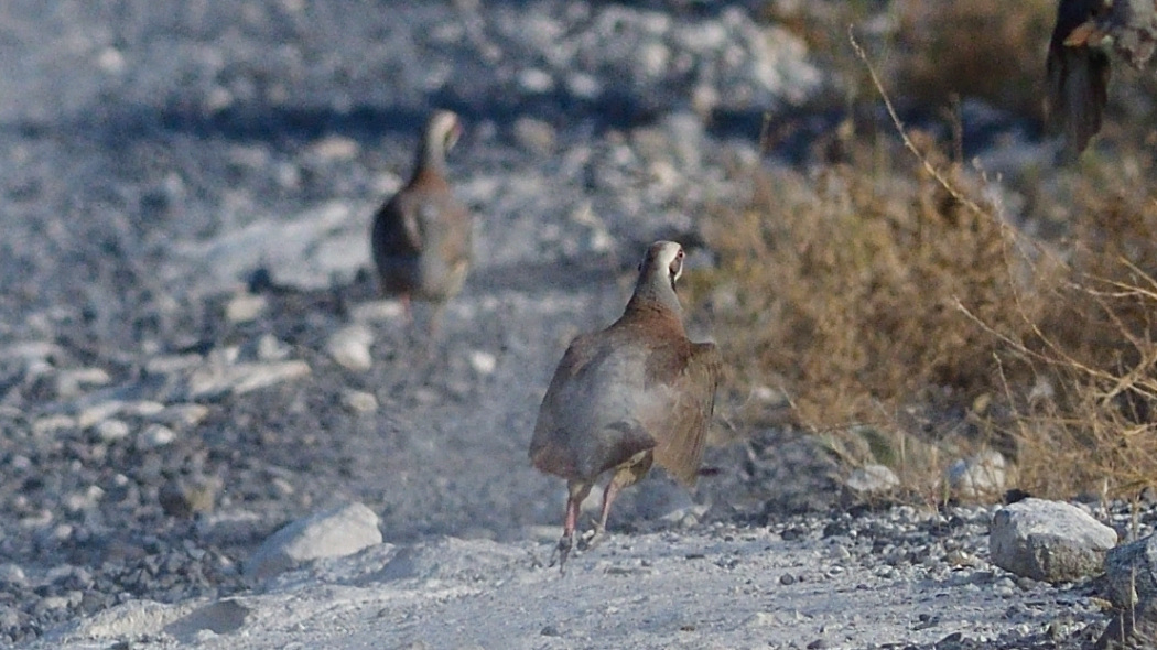 Chukar Partridge