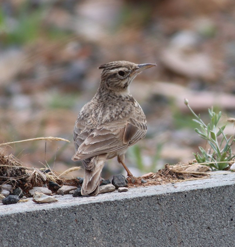 Crested Lark