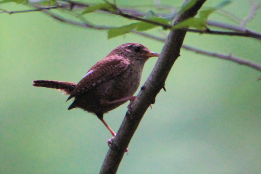 Eurasian Wren