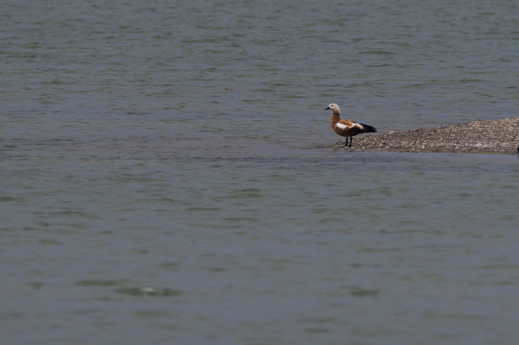 Ruddy Shelduck