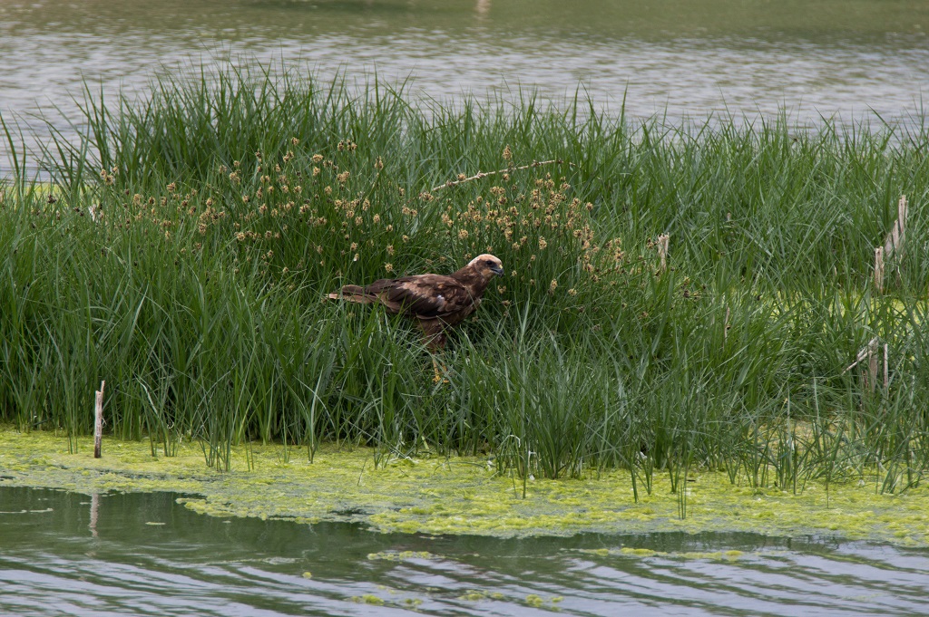 Western Marsh Harrier