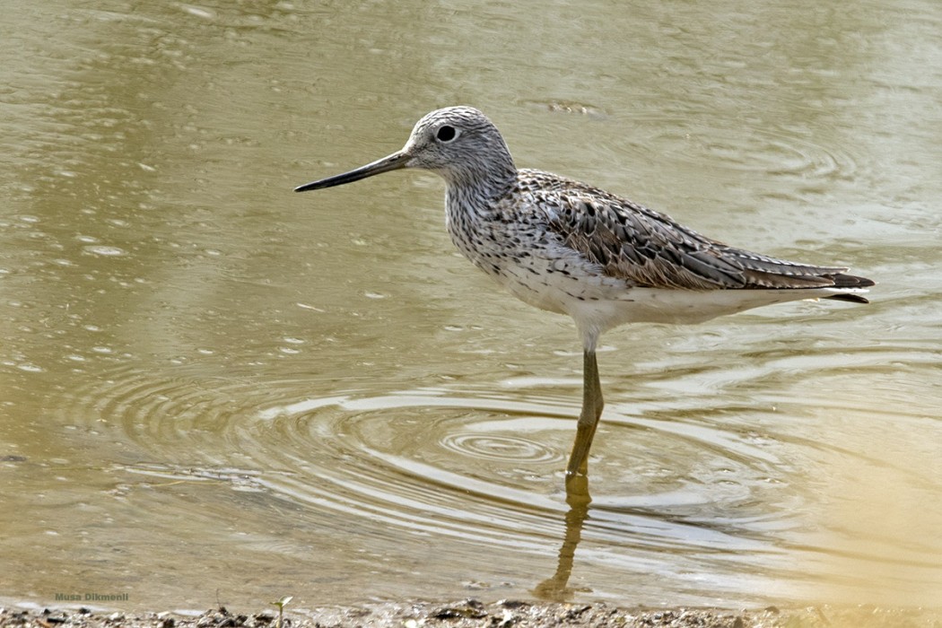 Common Greenshank