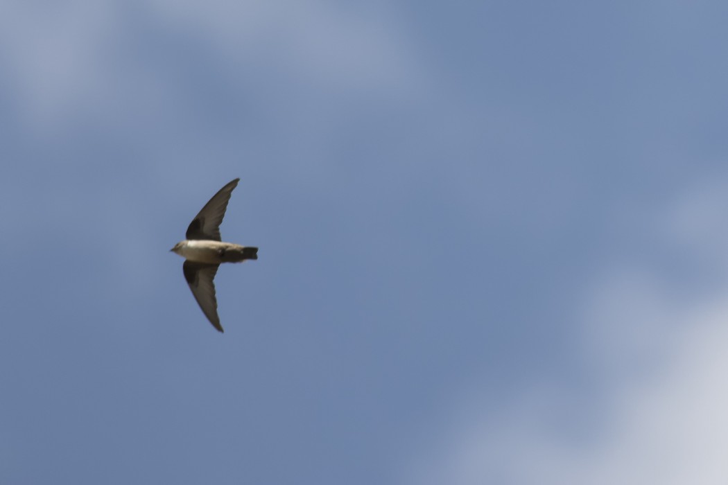 Eurasian Crag Martin