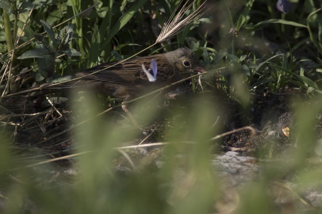 Ortolan Bunting