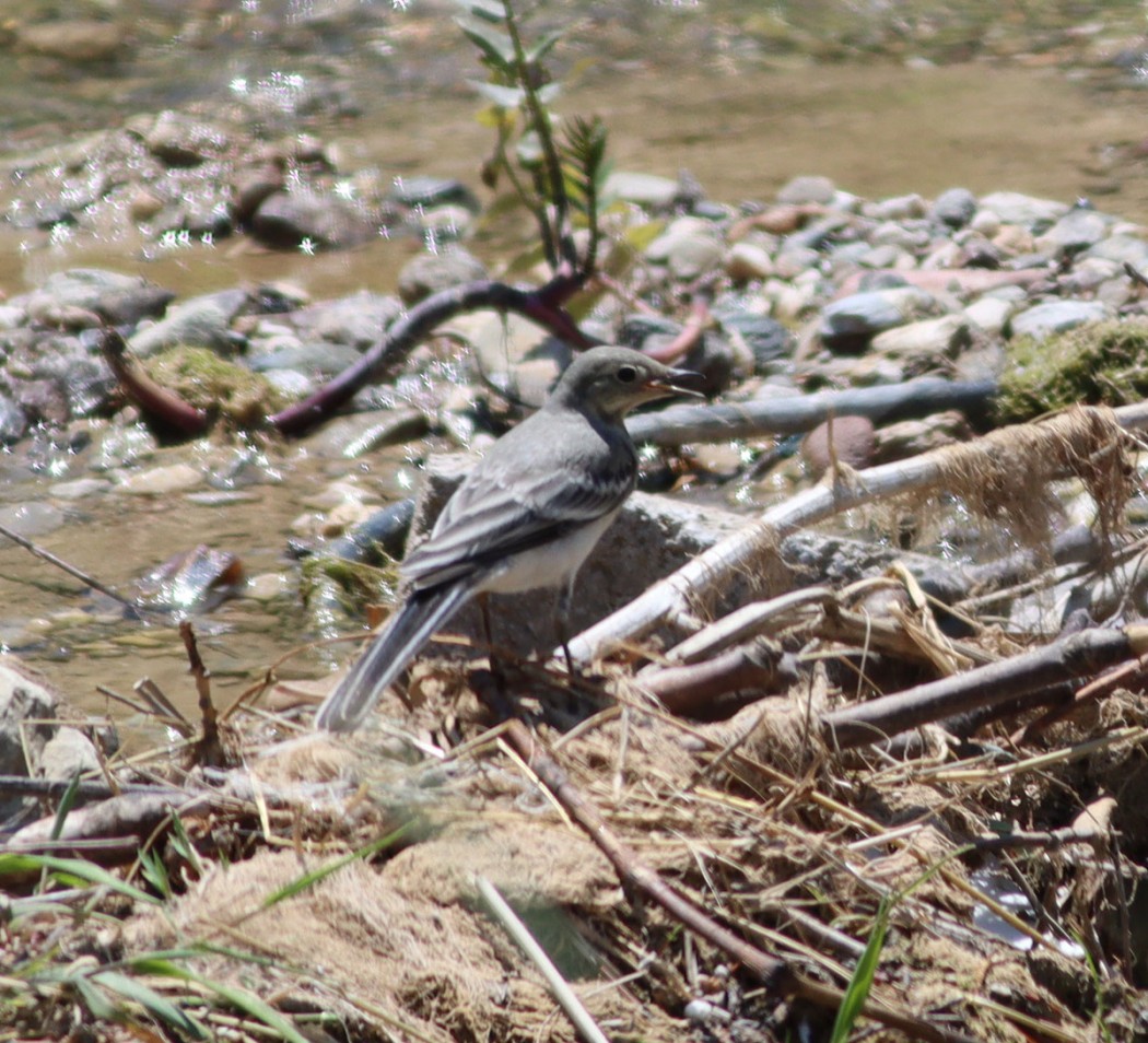 White Wagtail