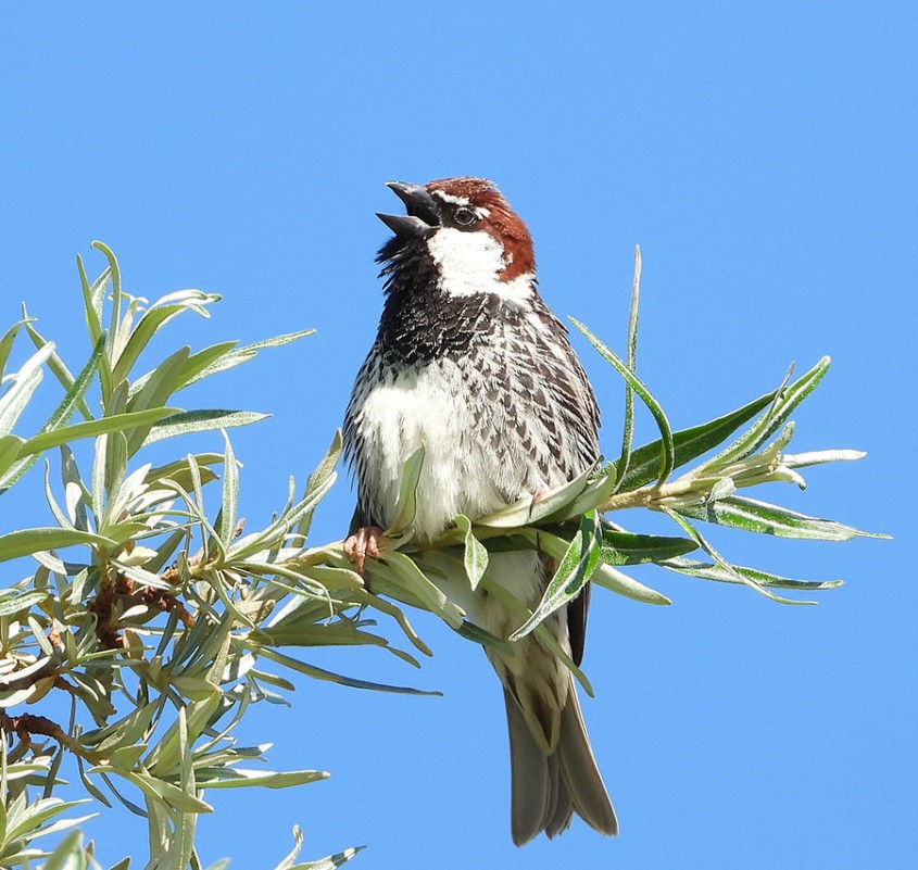 Spanish Sparrow
