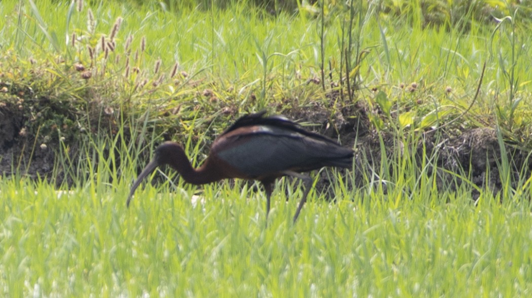 Glossy Ibis