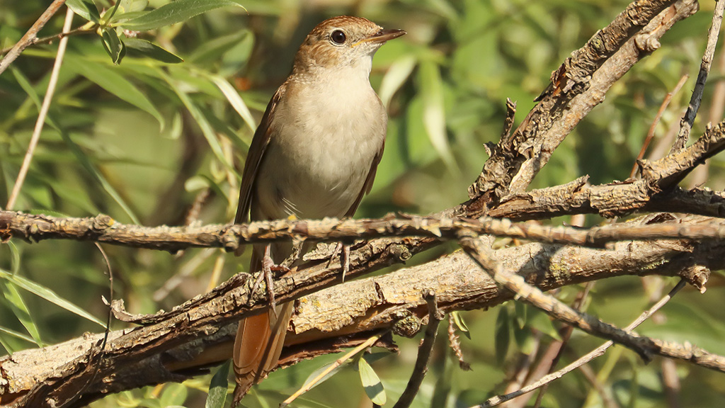 Common Nightingale